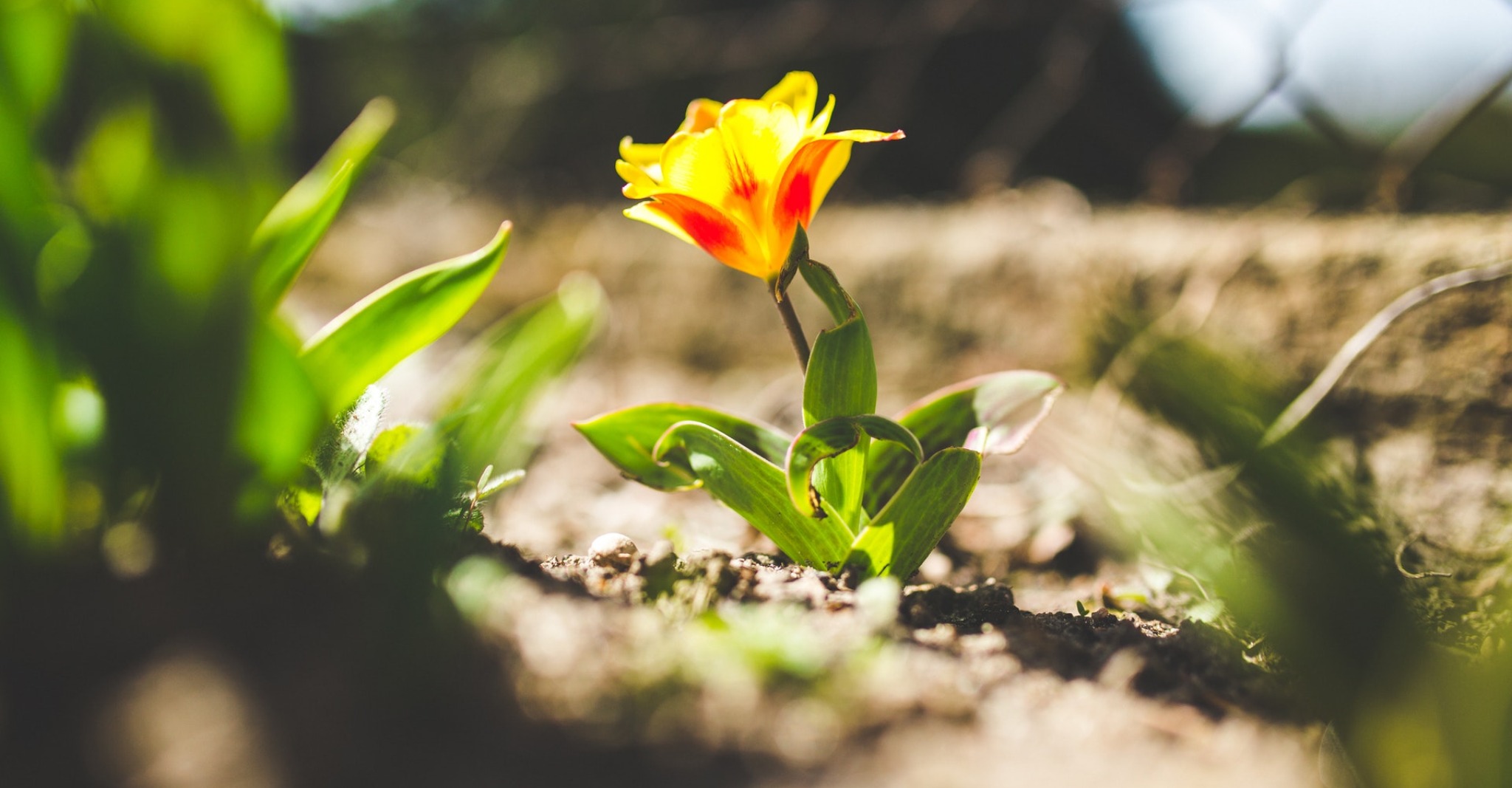 Blooming flower